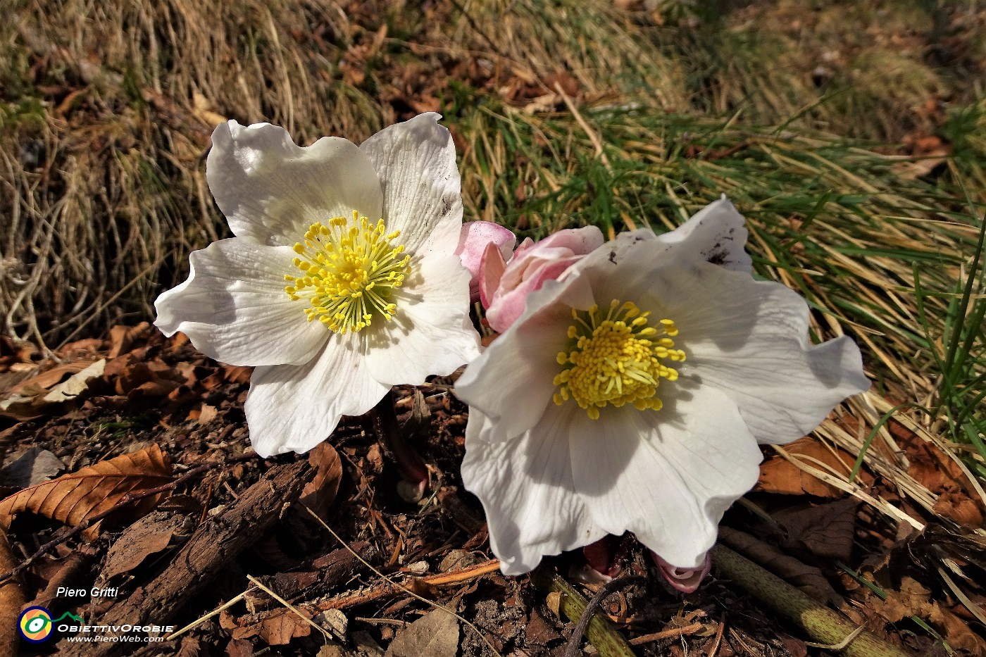 15 Ellebori in fiore.JPG